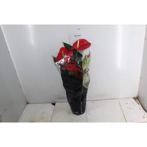 ANTHURIUM MICHIGAN P17 PREMIUM