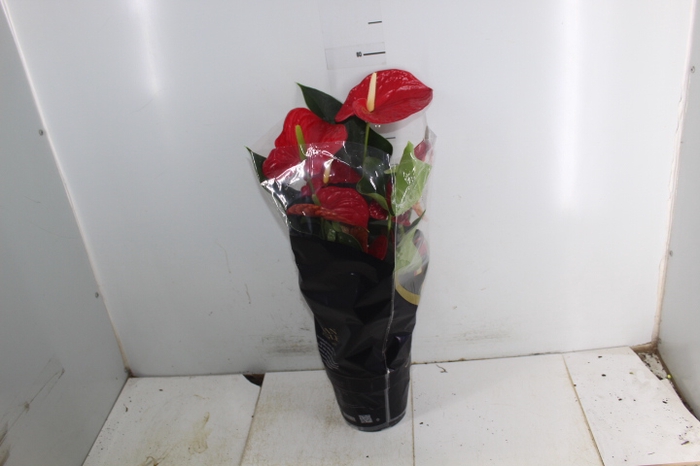 ANTHURIUM MICHIGAN P17 PREMIUM
