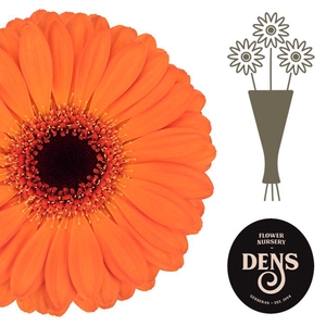 Germini Allure Water