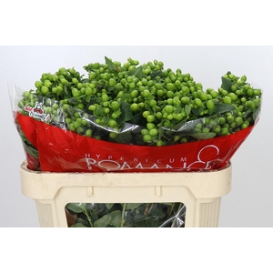 Hypericum Jungle Romance Spray