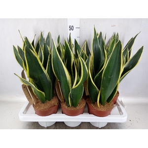 Sansevieria trifa. 'Futura Superba'