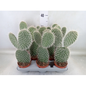 Opuntia
