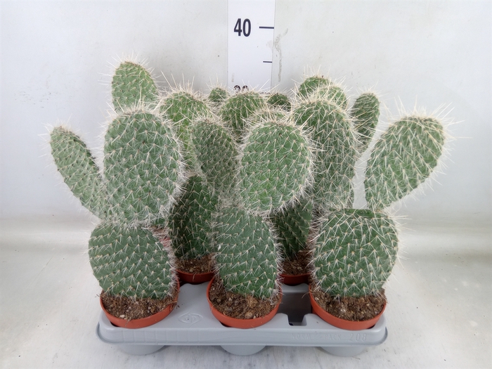 <h4>Opuntia</h4>