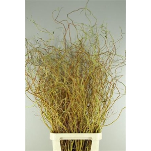 Salix Golden Curls