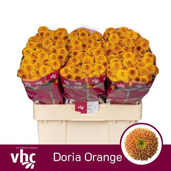 <h4>Chr San Doria Orange Helvoort</h4>