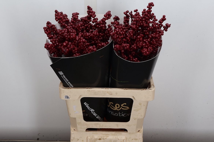 <h4>Ilex Wx Bordeaux</h4>