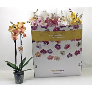 PHAL GEM 10 KL