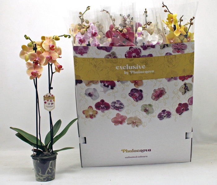 <h4>PHAL GEM 10 KL</h4>