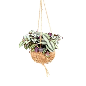 Kokodama Tradescantia Hang