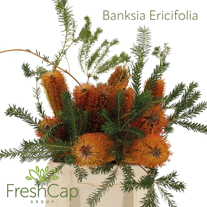 <h4>Banksia Ericifolia</h4>