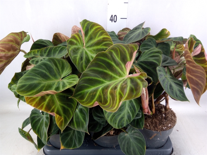 <h4>Philodendron verrucosum 'Incensi'</h4>