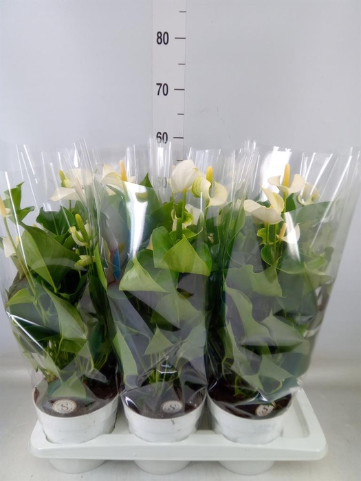 <h4>Anthurium andr. 'White Champion'</h4>