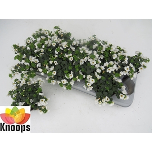 SUT BIG WHITE FALLS
