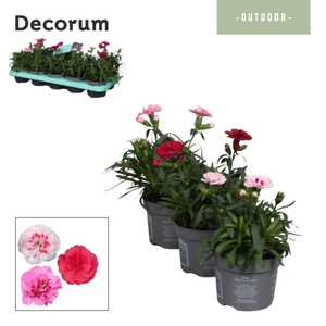 Dianthus Oscar mix  Decorum