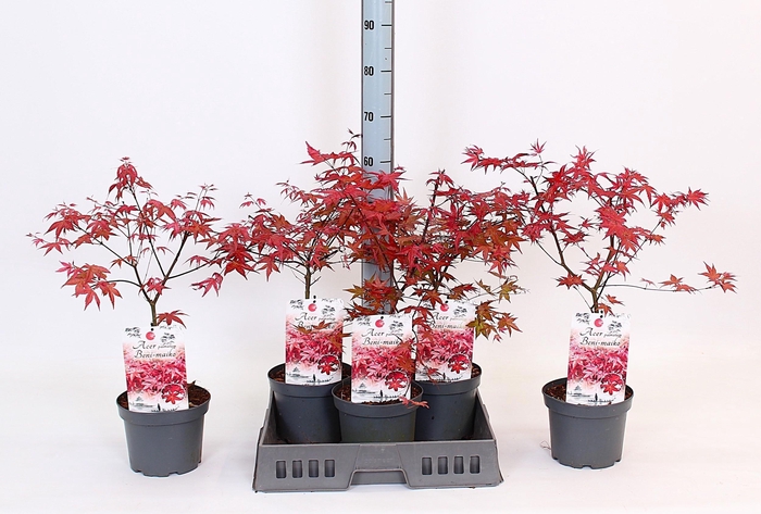 arr8 Acer Pa Beni-maiko
