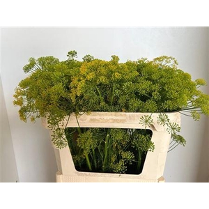 Anet Graveolens 70cm