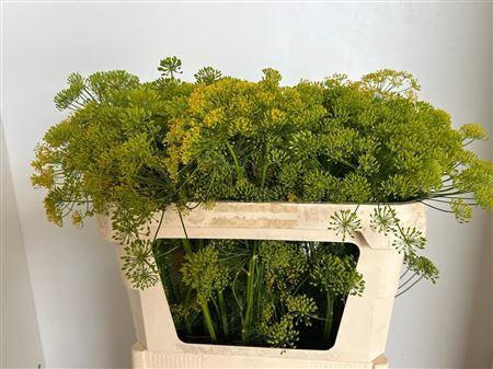 <h4>Anet Graveolens 70cm</h4>