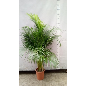Dypsis lutescens   ...Chrysalidoca