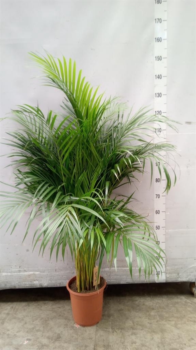 <h4>Dypsis lutescens   ...Chrysalidoca</h4>