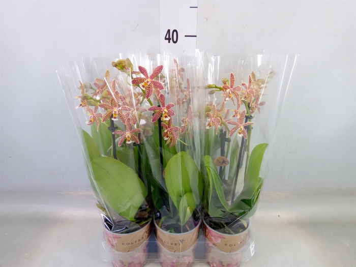 <h4>Phalaenopsis multi.   ...orange</h4>
