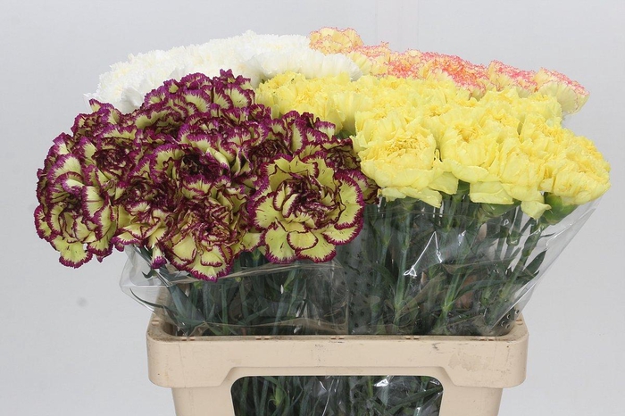 <h4>Dianthus St Rainbow</h4>