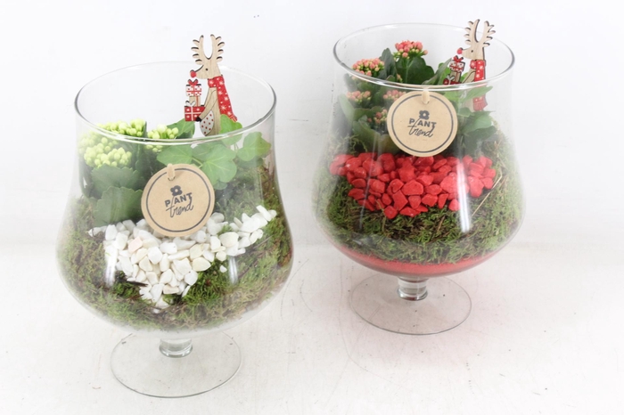 <h4>arr2 PL - Glas op voet - rood/wit</h4>