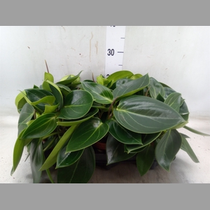 Peperomia