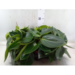 Peperomia