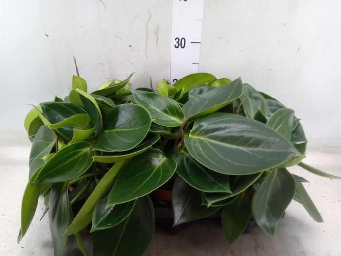 <h4>Peperomia</h4>