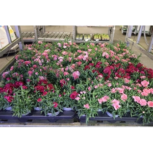 Dian Dev Cot Mixk 1 Kleur Per Tray