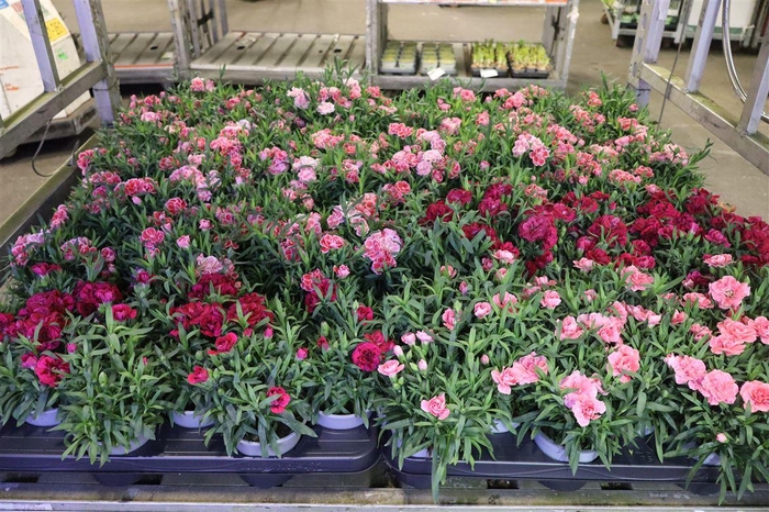 <h4>Dian Dev Cot Mixk 1 Kleur Per Tray</h4>