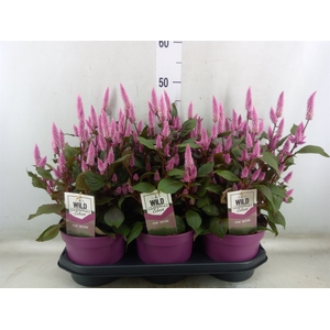 Celosia arg. SP 'Wild Pink'