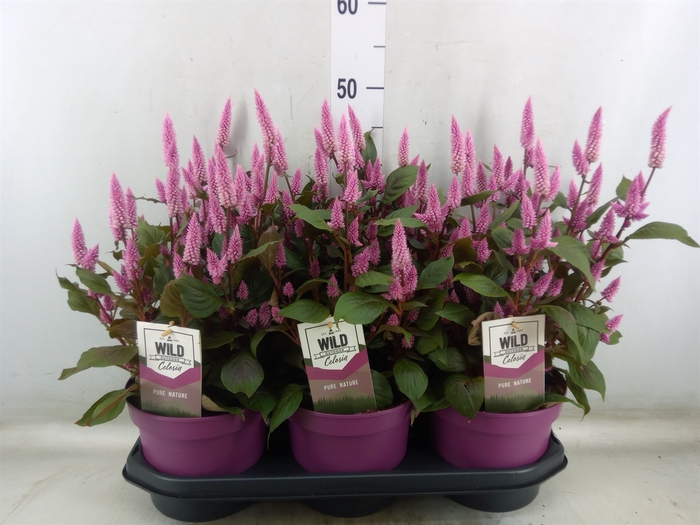 <h4>Celosia arg. SP 'Wild Pink'</h4>
