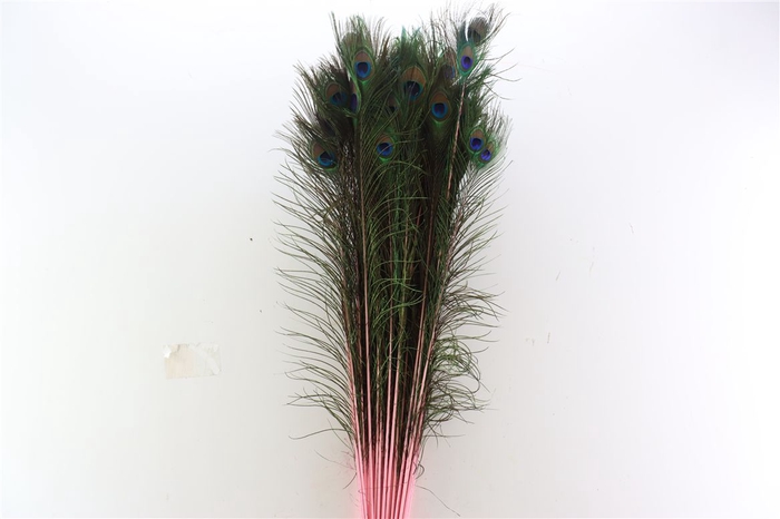 <h4>Feather Peacock Natutal Pink L90-100</h4>