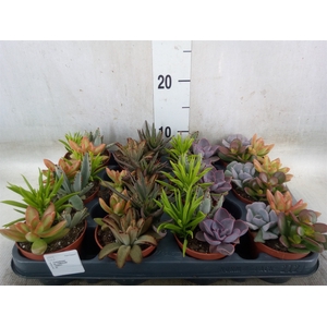Succulents   ...