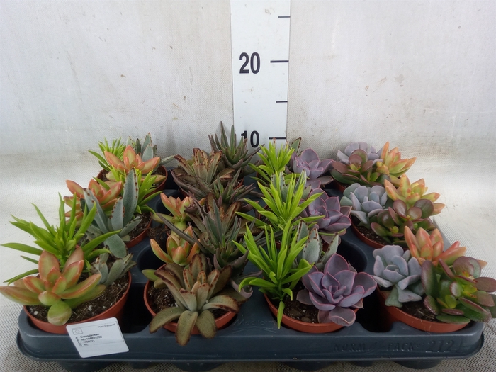 <h4>Succulents   ...</h4>