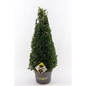 Ilex crenata Dark Green, P29, Kegel 70-80cm