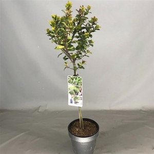 Ilex mes. 'Blue Prince' C3