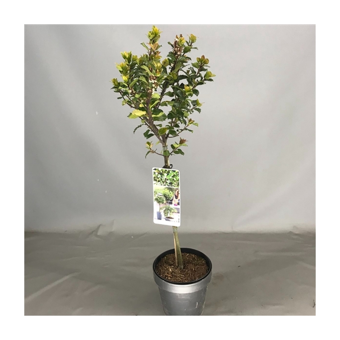 <h4>Ilex mes. 'Blue Prince' C3</h4>