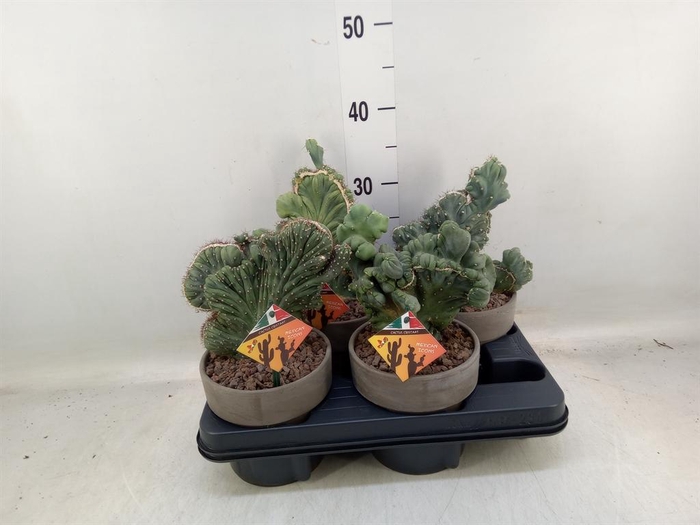 <h4>Cereus   ...</h4>