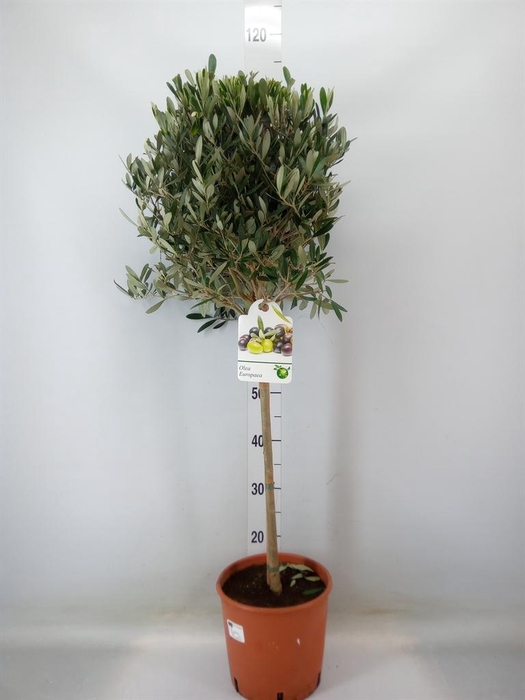 <h4>Olea europaea</h4>