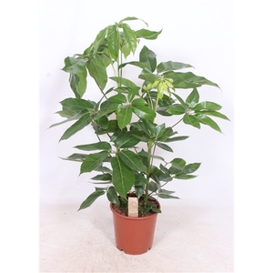 Schefflera actinophylla 'Amate'