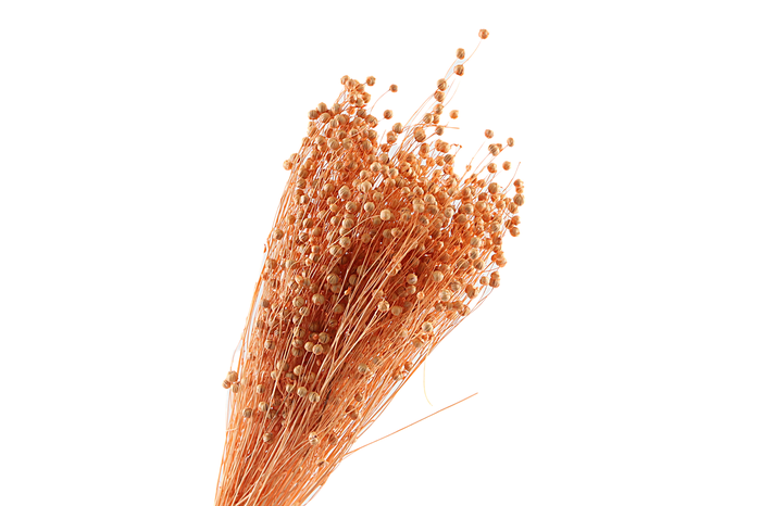 <h4>Lino Vlas Coral</h4>