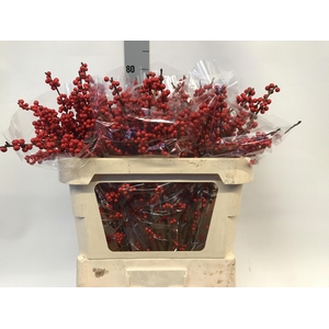 Ilex verticillata red