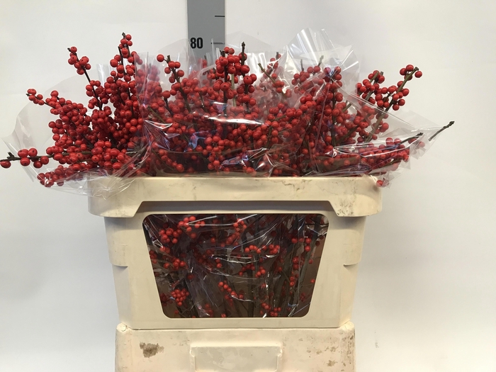 <h4>Ilex verticillata red</h4>