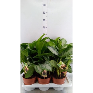 Aglaonema GB 'Silver Bay'