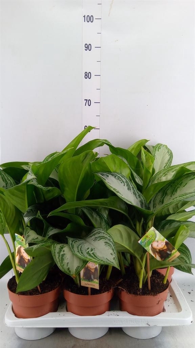 <h4>Aglaonema GB 'Silver Bay'</h4>