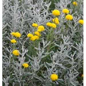 Santolina chamaecyparissus