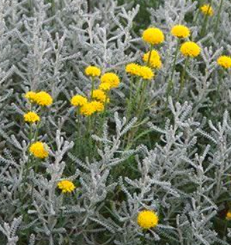 <h4>Santolina chamaecyparissus</h4>