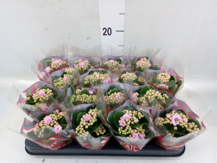 <h4>Kalanchoe blos. 'Calandiva Zeta'</h4>